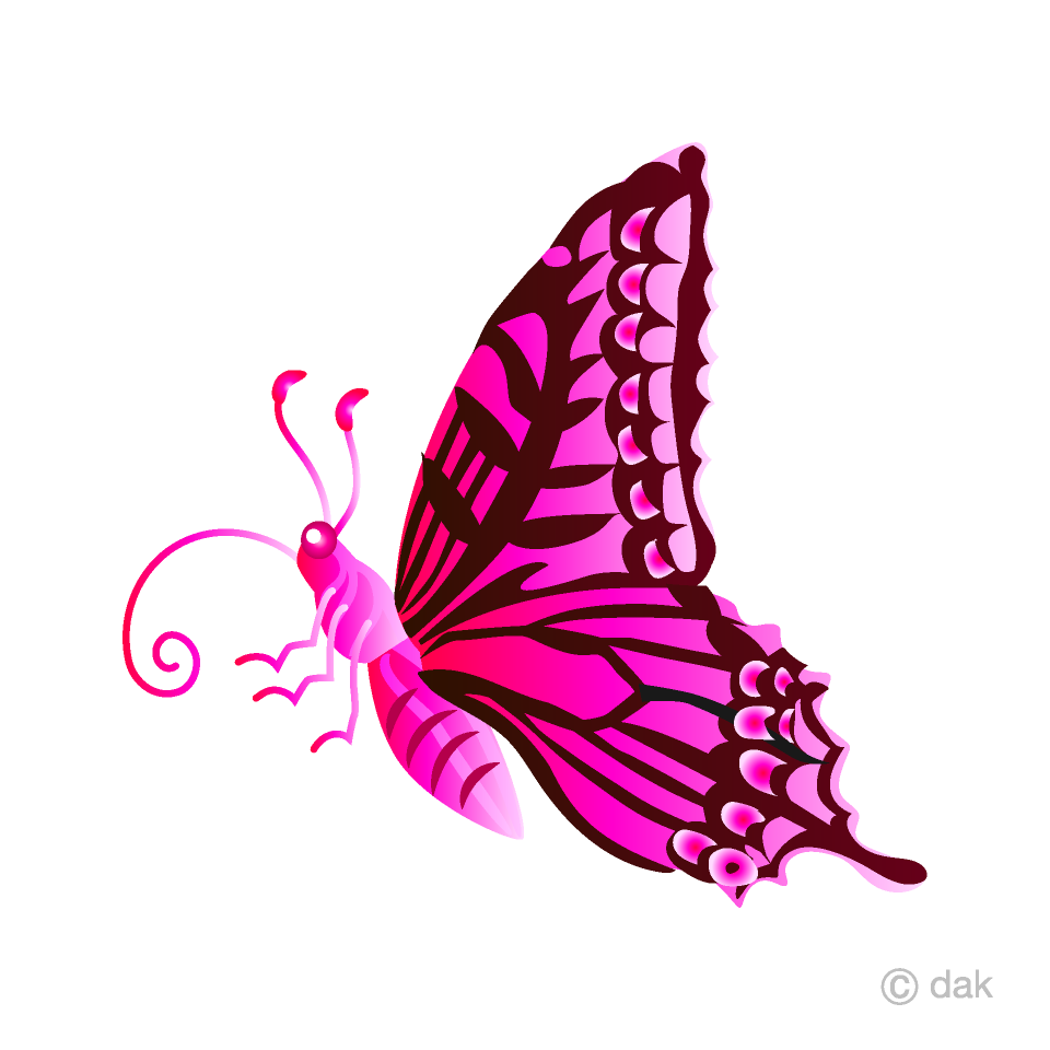 Pink Colorful Butterfly with Side