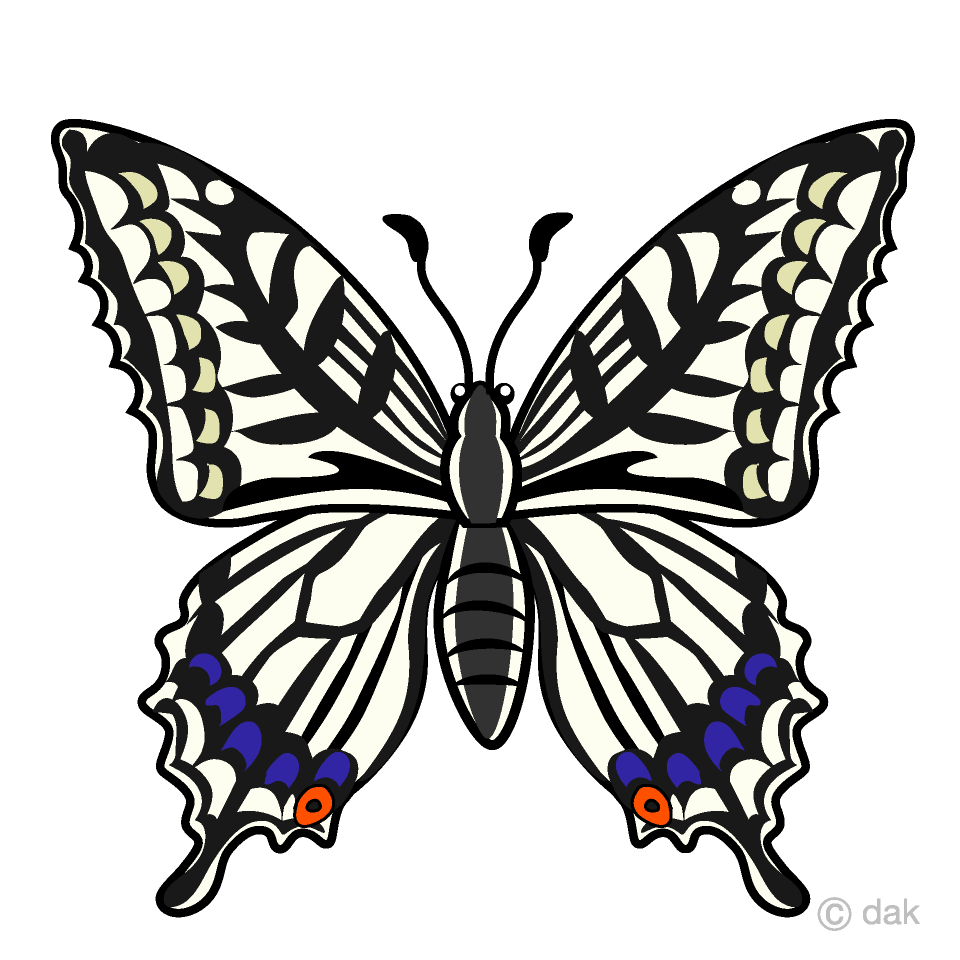 Swallowtail Butterfly