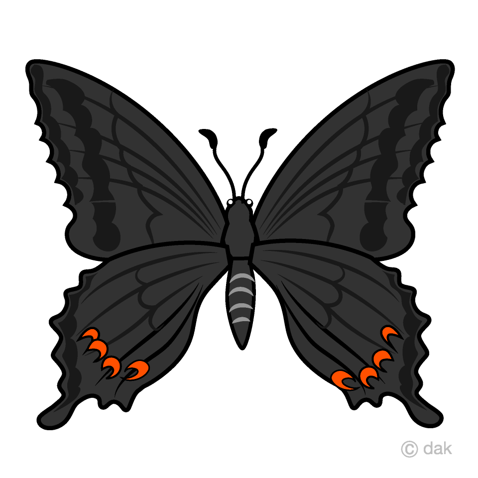 Black Swallowtail Butterfly