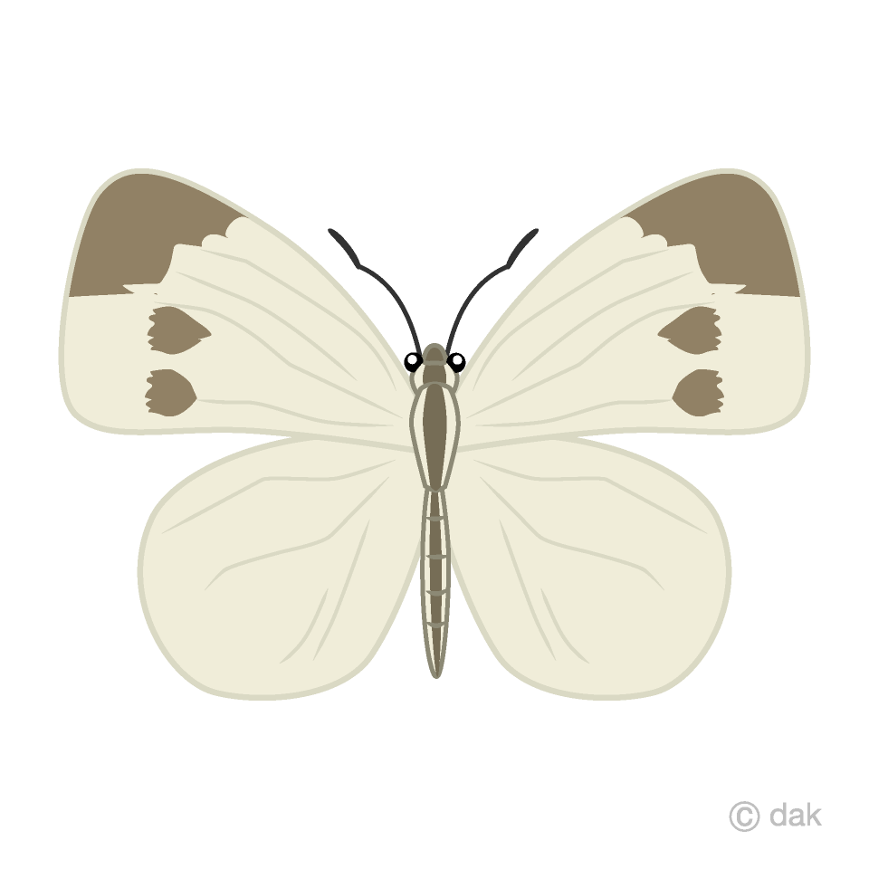 Mariposa cola de golondrina con lateral