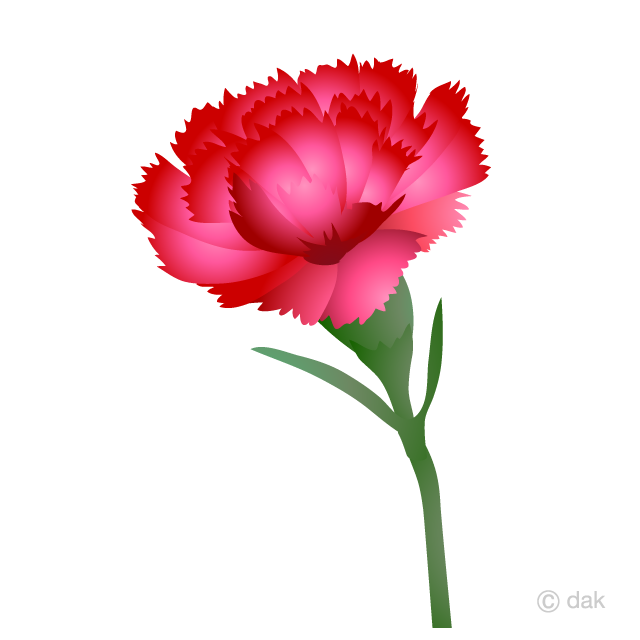 Carnation Flower