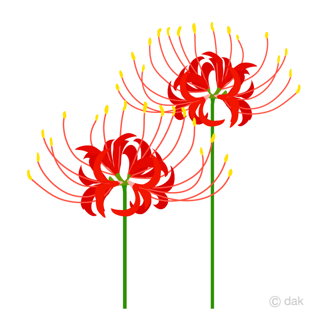 Lycoris Flower