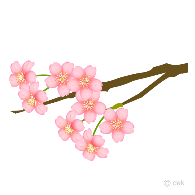 Cherry Blossom Flower