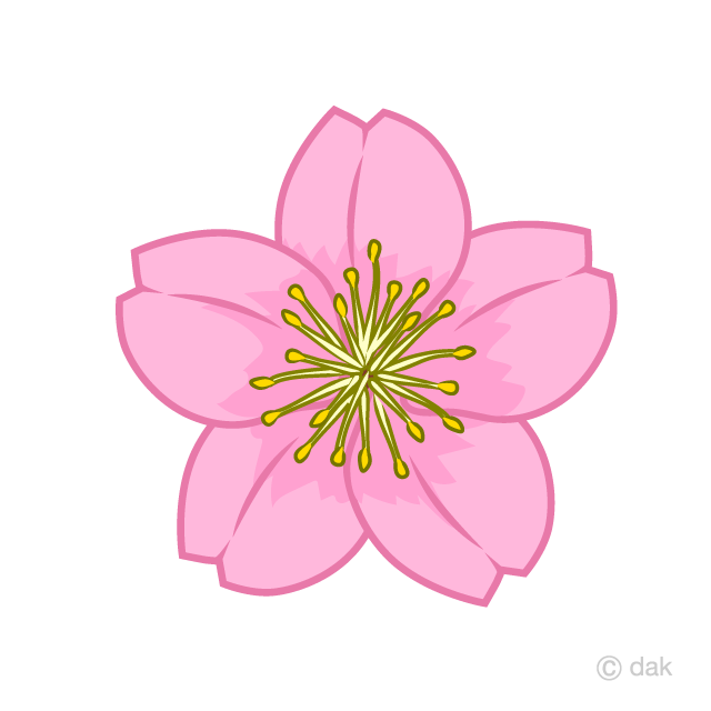 Cherry Blossom Flower