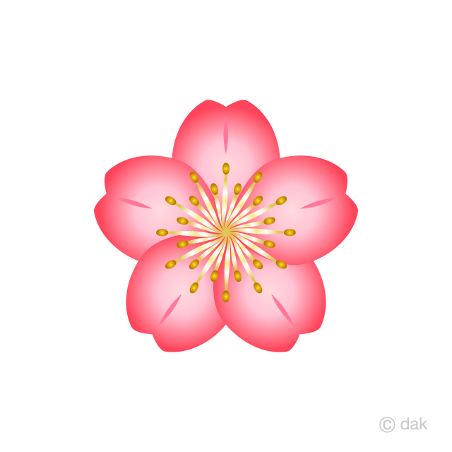 Cherry Blossom Flower