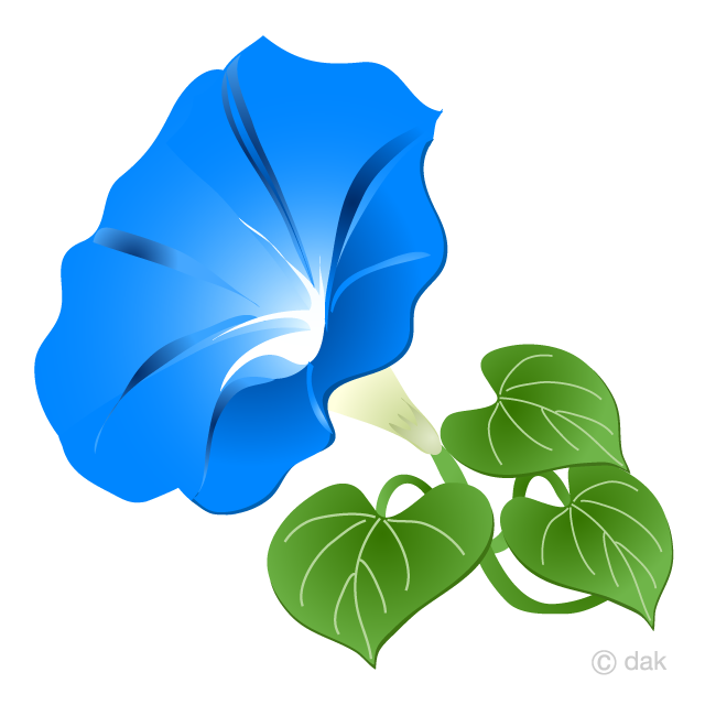 Flor de la gloria de la mañana