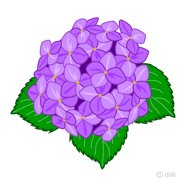 Purple Hydrangea Flower