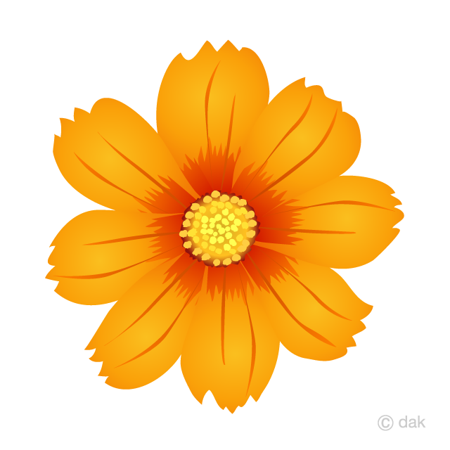 Orange Cosmos Flower