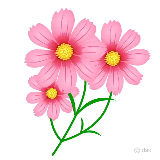 Pink Cosmos Flowers