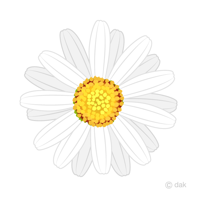 Flor de Margarita Blanca