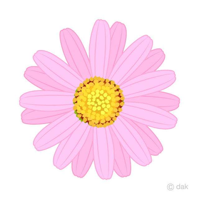 Flor Margarita Rosa