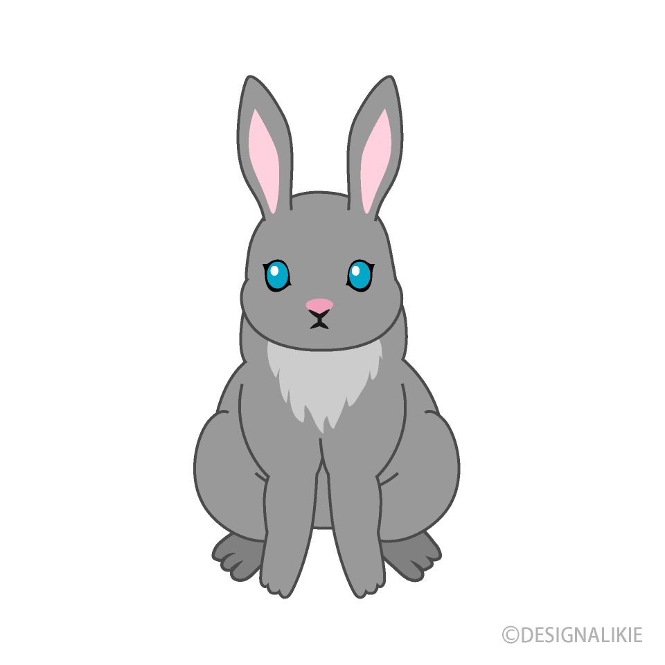 Gray Rabbit Front