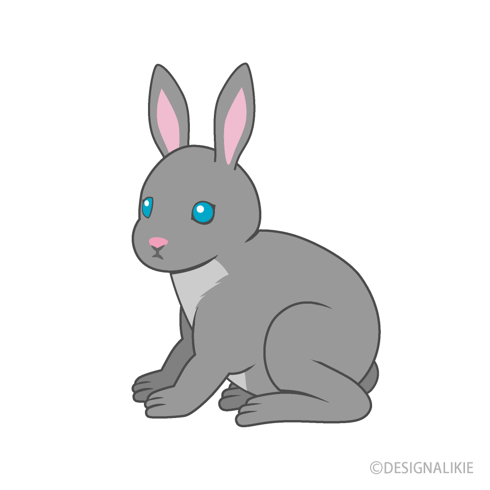 Conejo gris