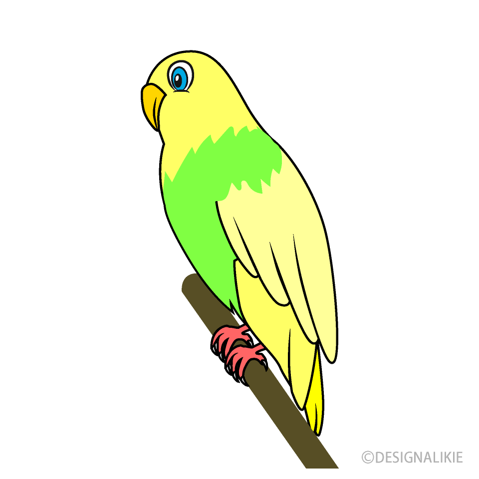 Yellow Parakeet