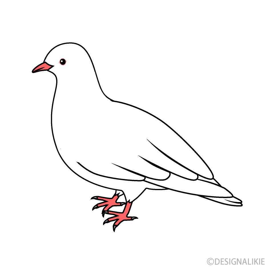 White Dove