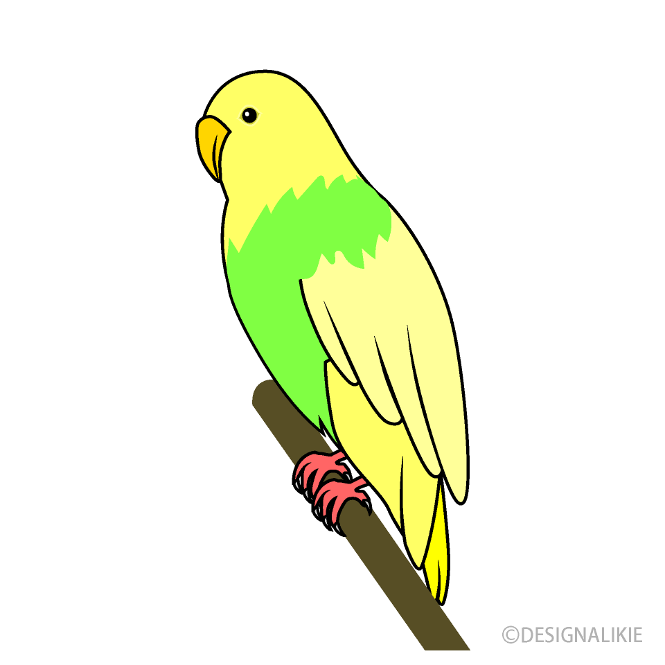 Parakeet