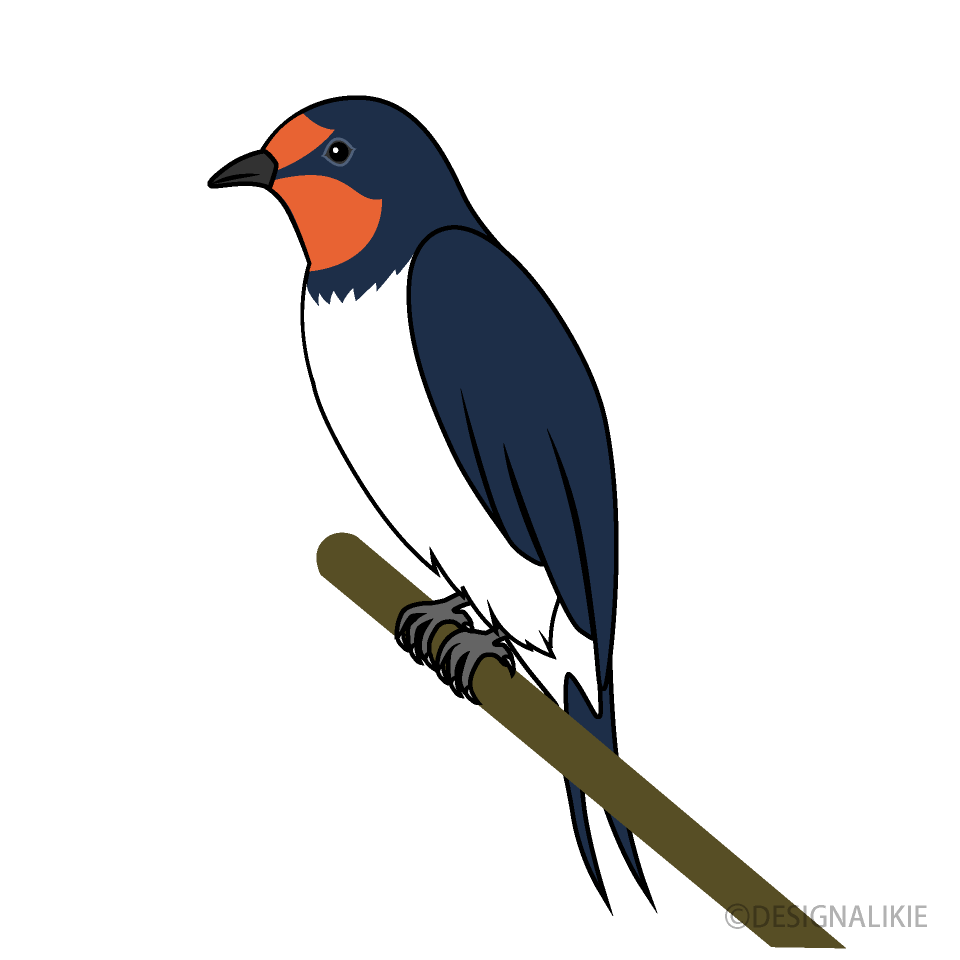 Swallow