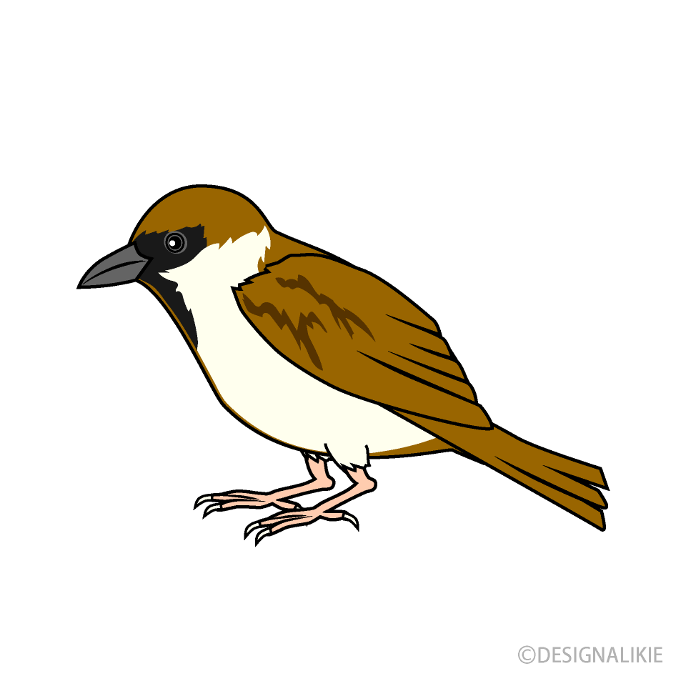 gorrión