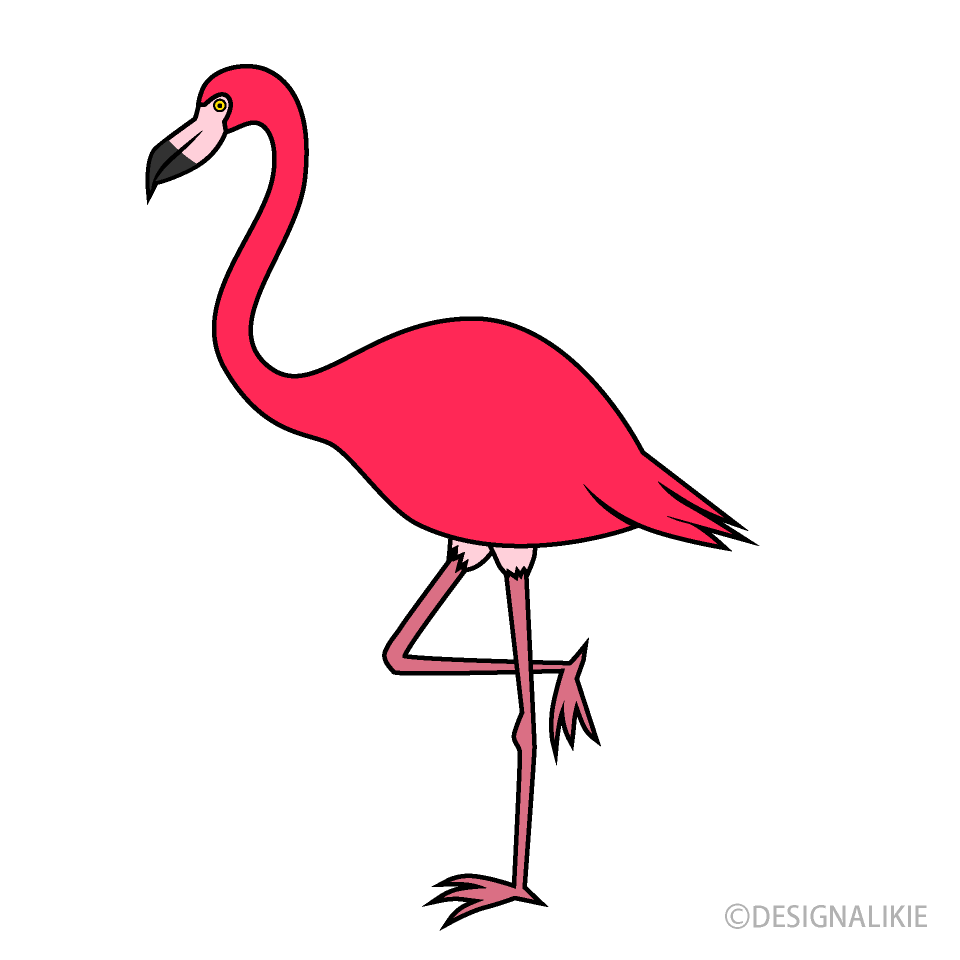 Flamingo