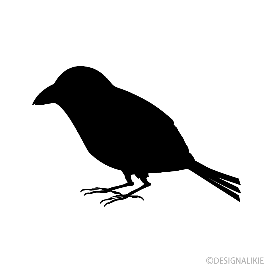 Pajarito blanco y negro