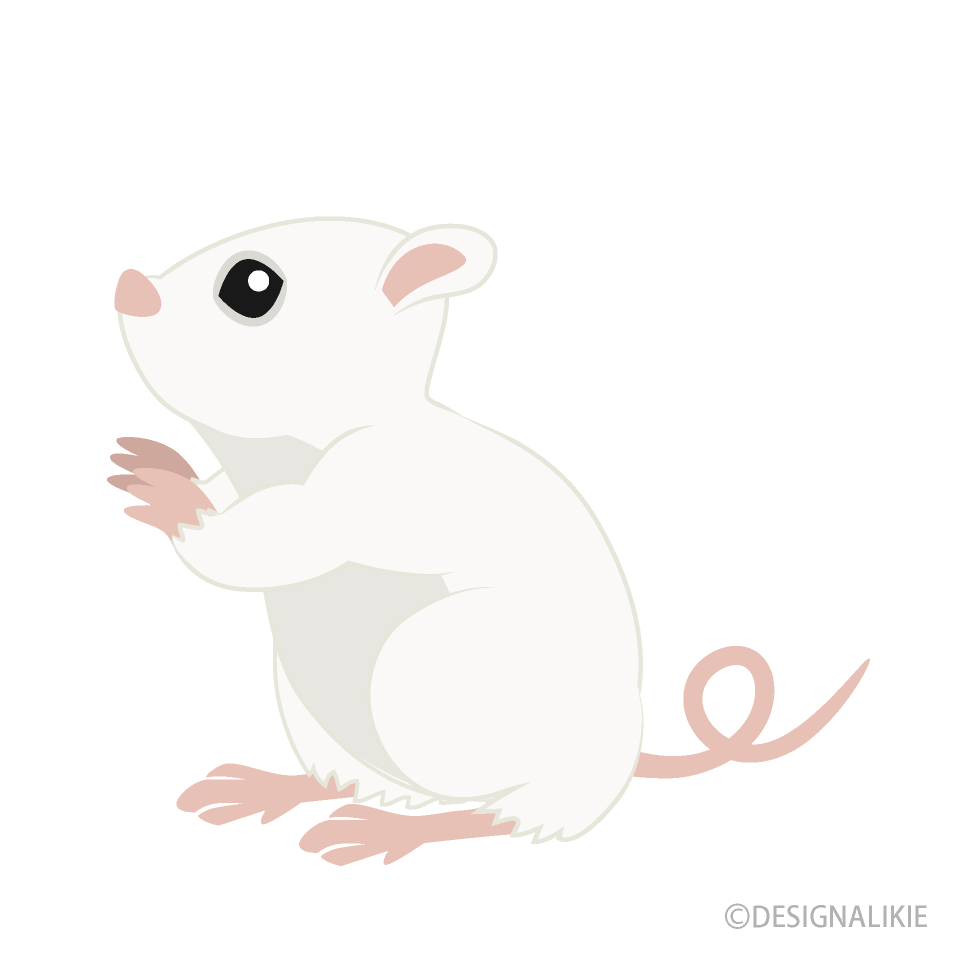 Buscando Ratón Blanco