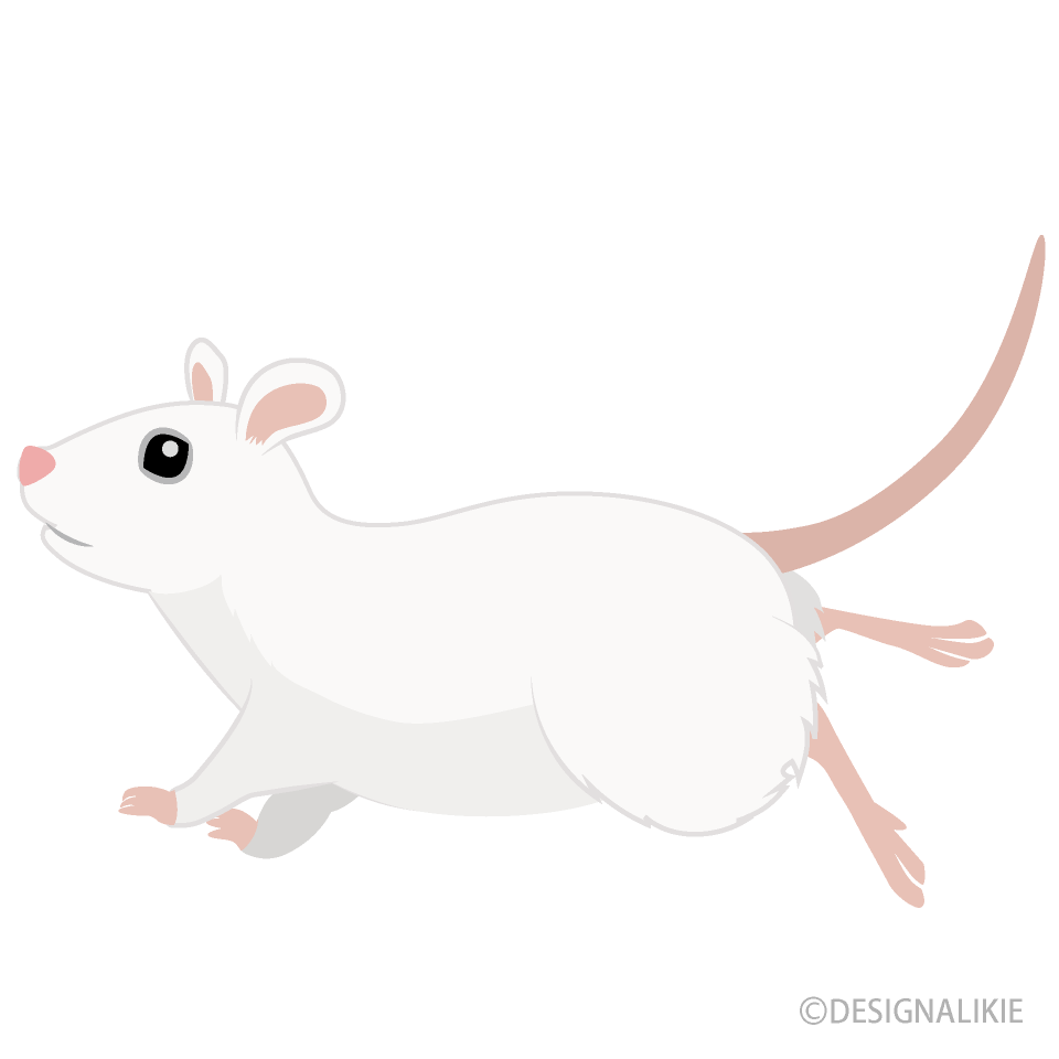 Running White Mouse