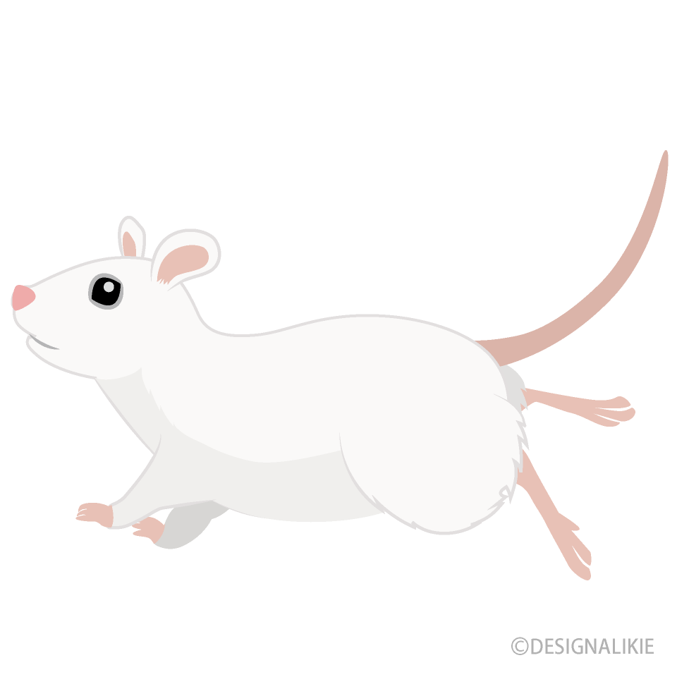 Ejecutando Ratón Blanco