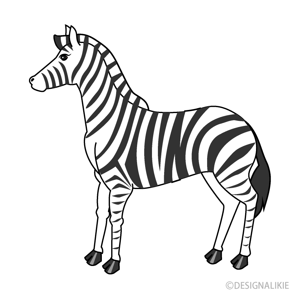 Zebra