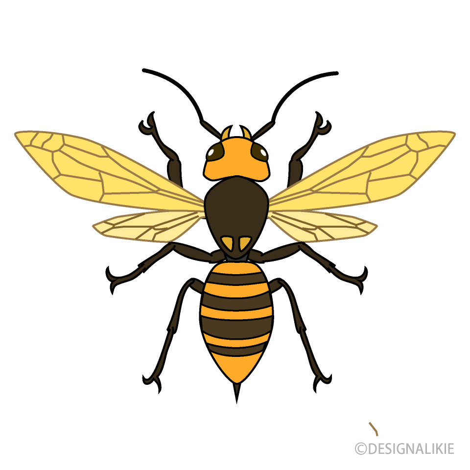 Wasp