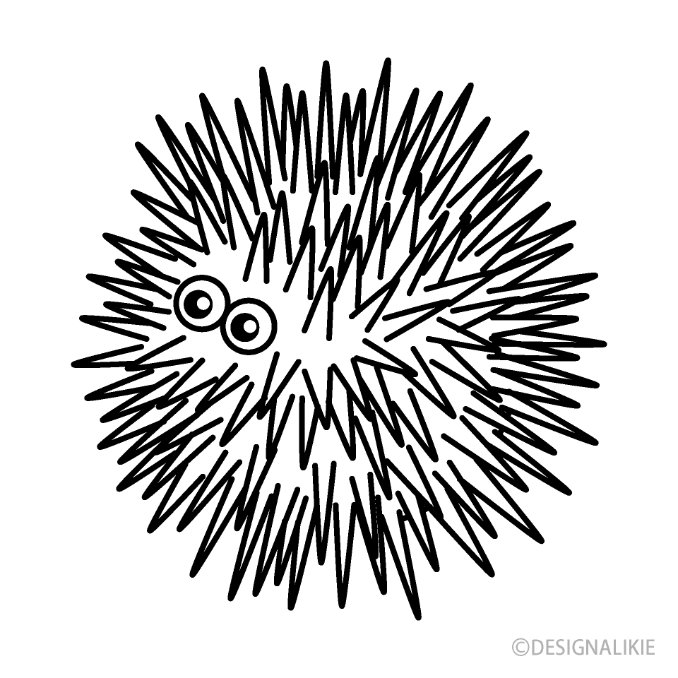 Sea Urchin Black and White