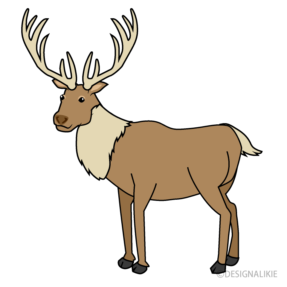 Reindeer