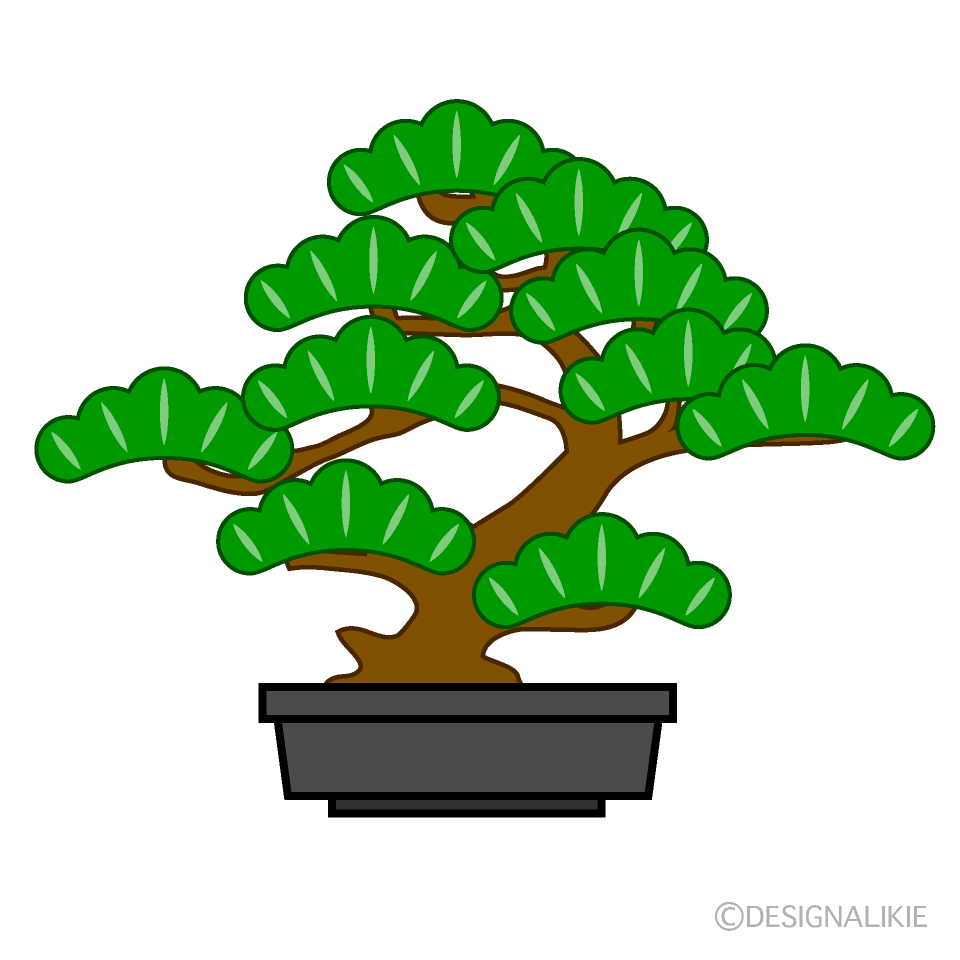 Pine Bonsai