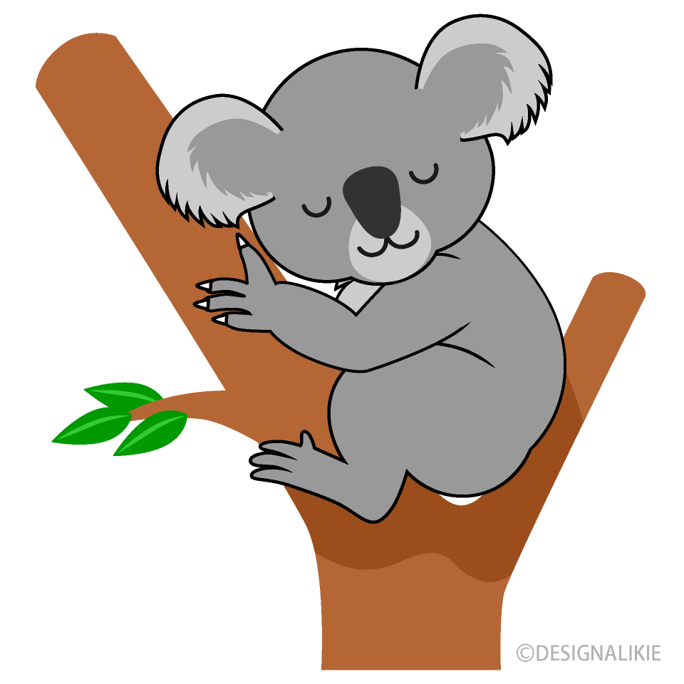 Koala Sleeping