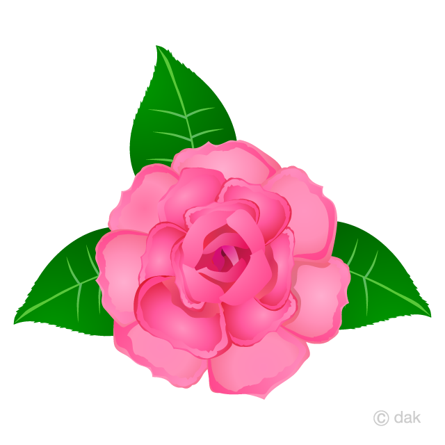 Pink Rose Flower