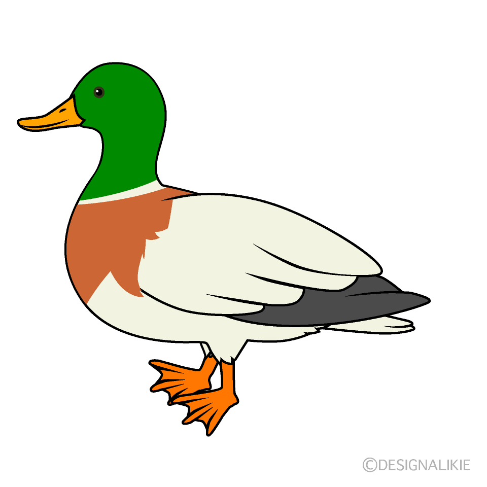 Mallard Duck