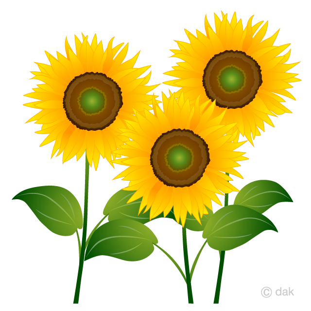 Three Sunflowers