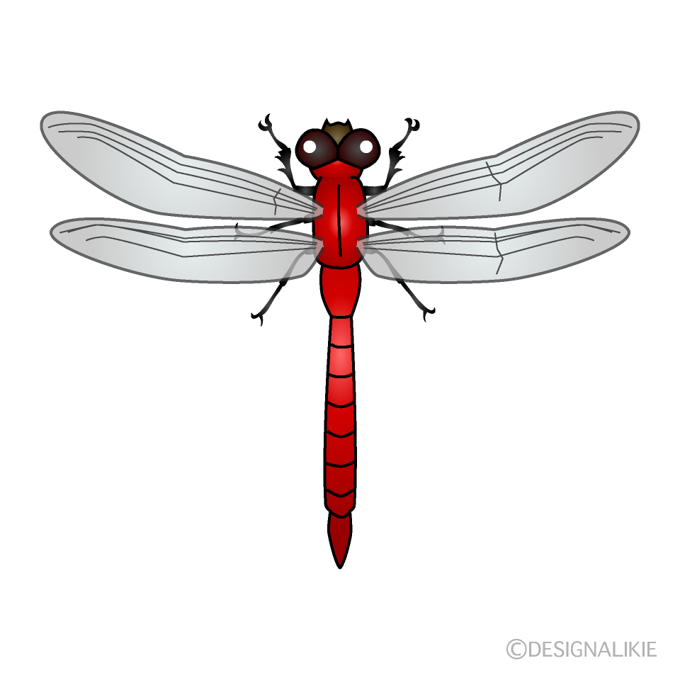 Red Dragonfly