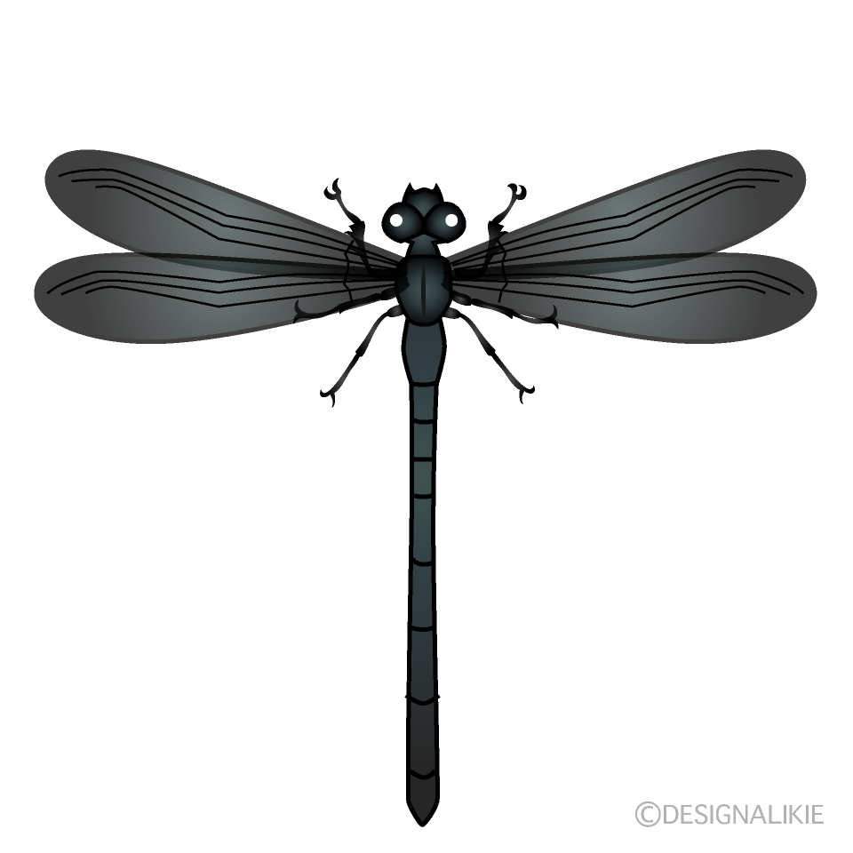 Black Dragonfly