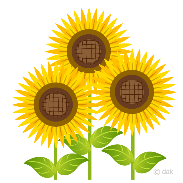 Girasol brillante tres
