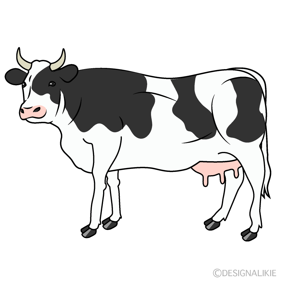 Holstein Cow