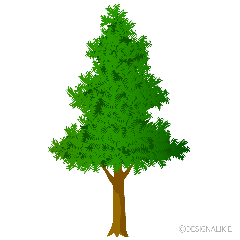 Fir Tree