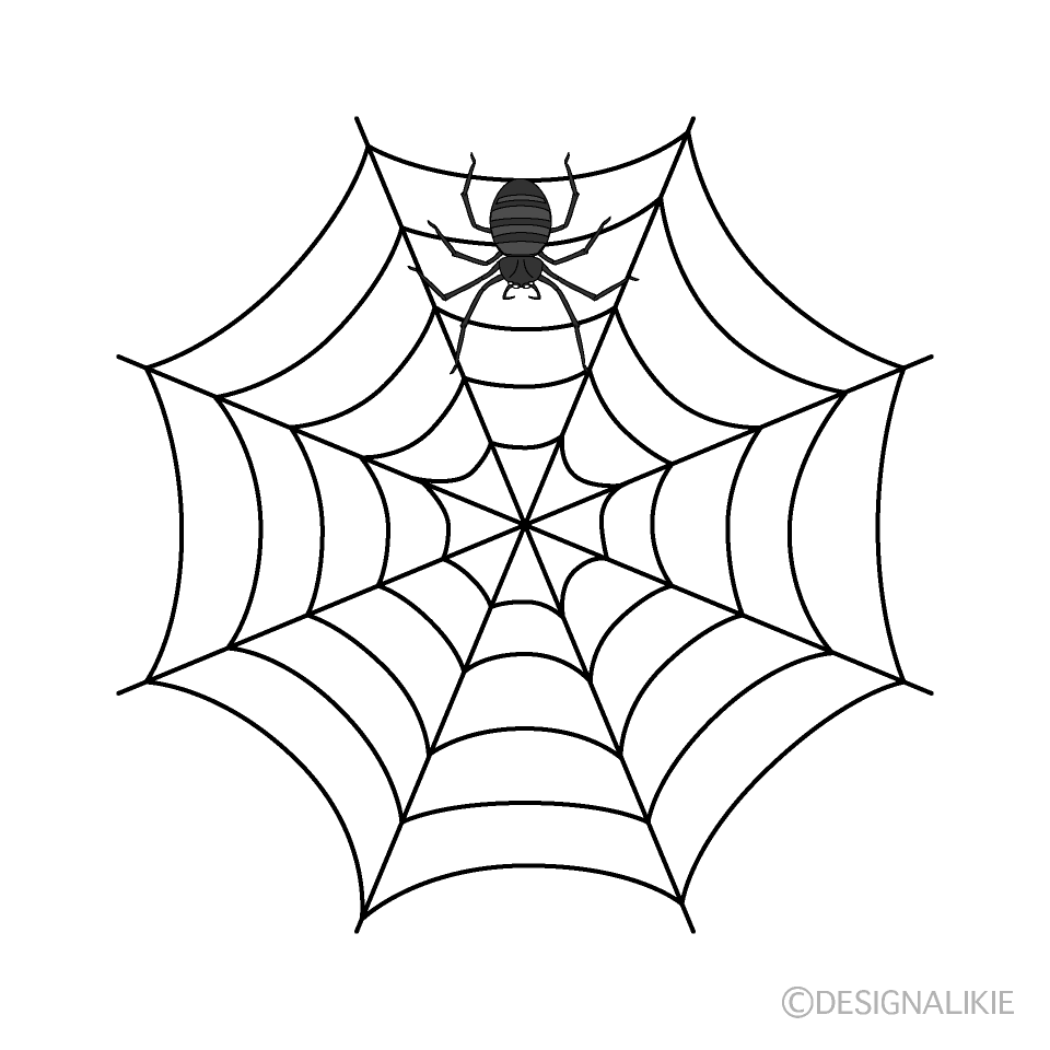 Spider and Spiderweb