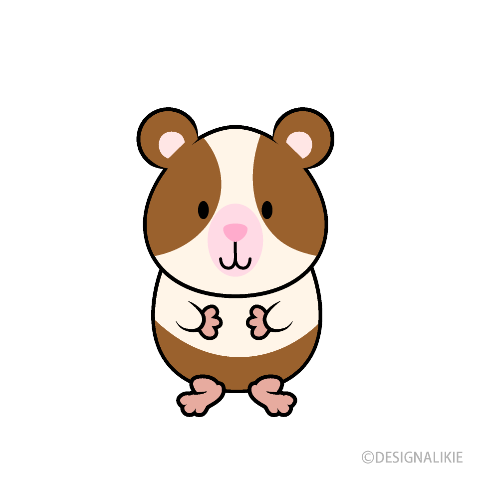 Cute Guinea Pig