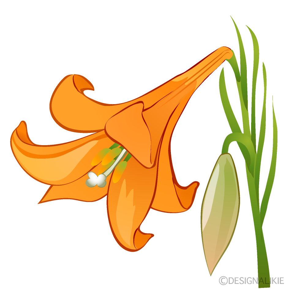 Orange Lily