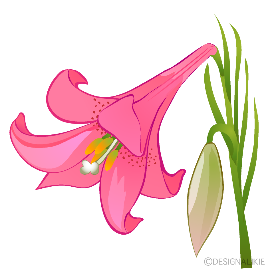 Pink Lily