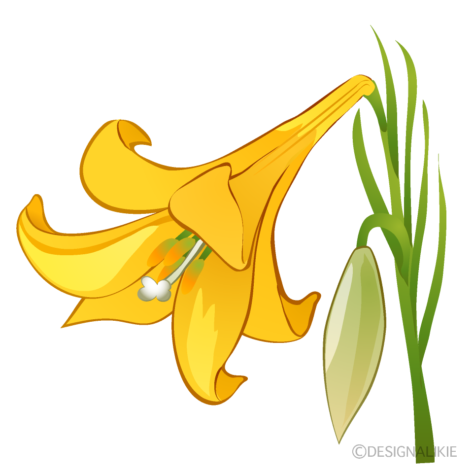 Yellow Lily