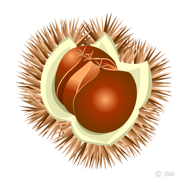 Chestnuts in burr