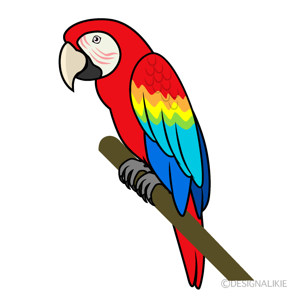 Red Parrot 