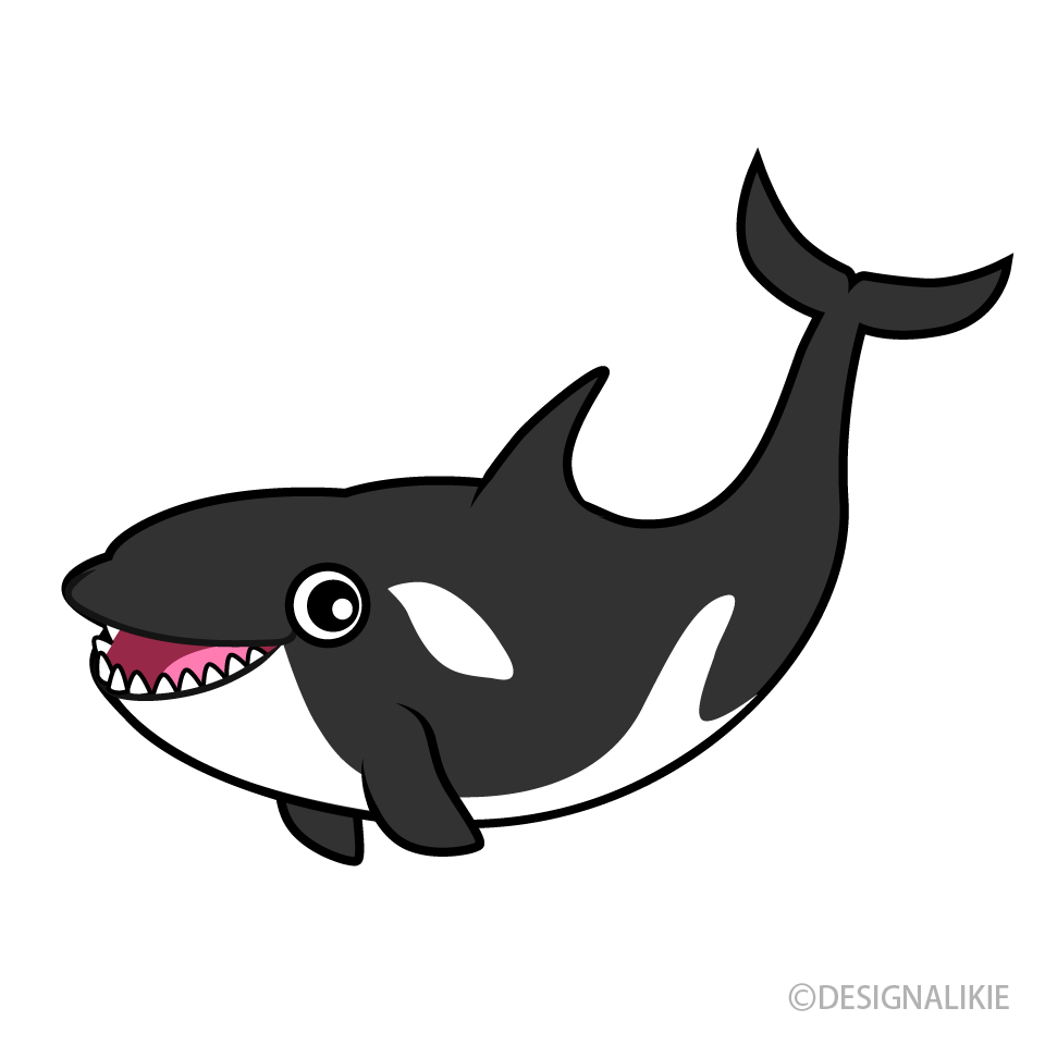 Smiling Killer Whale