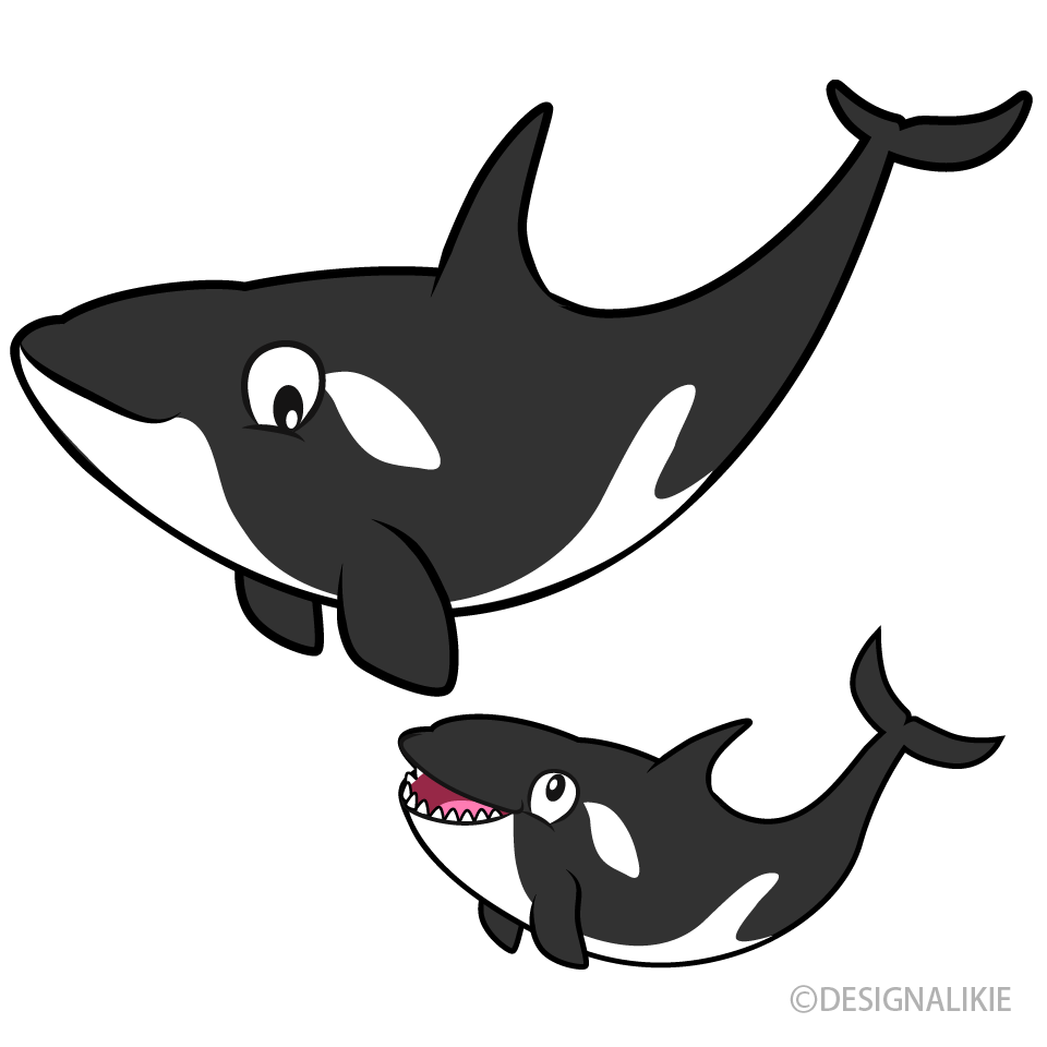 Parent and Child Killer Whale